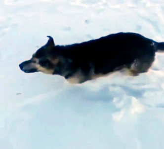 攝氏零下56度的哈薩克有野兔及狗隻在室外被凍死。（網圖）