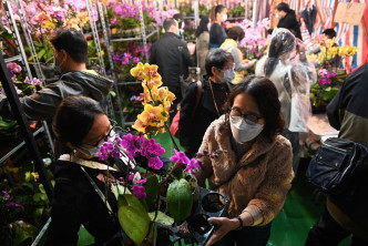 市民冒雨到铜锣湾维园选购年花。