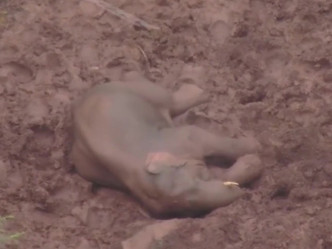 大象玩累了，就躺在泥地中睡个懒觉。