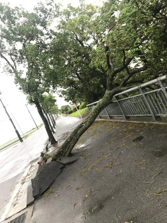 九州佐贺县有树木倒塌。网上图片