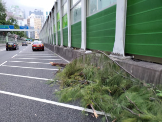 树桠占据路面。