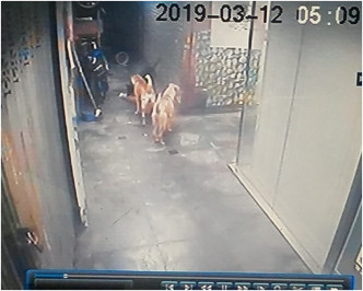 閉路電視顯示兩頭花貓遭3隻唐狗圍攻咬死。