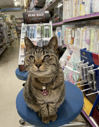 「島子」扛起「貓店長」的責任，不時在店內隨意遊走。網圖