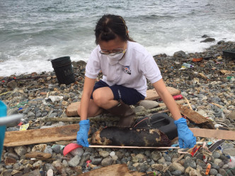 搁浅幼年江豚身长50厘米于鹤咀垃圾湾发现，搁浅情况为第四级严重腐烂。