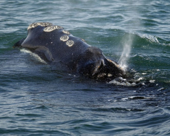 北大西洋露脊鲸生存环境被威胁。AP