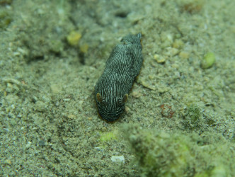 拗鱼咀的指标品种海蛞蝓。渔护署提供