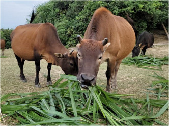 現時牛隻只能依靠義工帶來的青草維生。FB專頁「西貢牛」圖片