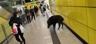 野猪自由自在闯荡港铁站。网民Ken Tso图片