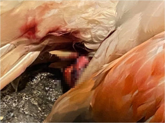 紅鶴傷勢嚴重，最終不治身亡。FB群組「台灣動保社團」圖片