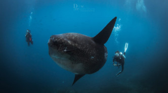 鄧詠雪潛水拍攝時，遇到當地巨魚Mola Mola。