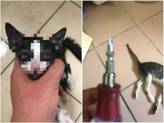 男子將貓活活打死。網上圖片