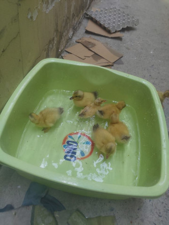越南天气热到鸭蛋也孵化。网上图片