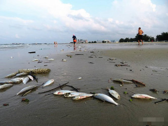 廣西北海銀灘現四公里死魚。 網圖