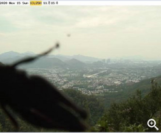 一只昆虫在天文台镜头前被捕捉到身影。网民Eari Lau截图