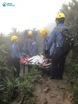 消防协助运送高加索犬下山。爱协Facebook