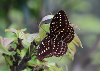 調查指「小豹律蛺蝶」近十年在港發現次數及數目均有增加。綠色力量提供圖片
