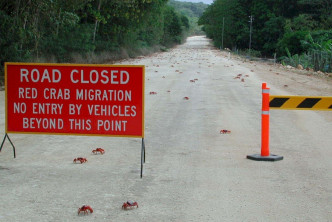 當局設立路障，讓紅蟹安全橫跨馬路。互聯網圖片