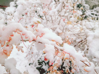 内地多处都落雪。网上图片