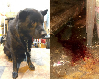 唐狗被无辜打到重伤，口吐血(左)；现场遗下一地鲜血(右)。 我长大于大角咀fb/网民Sum Chow‎图