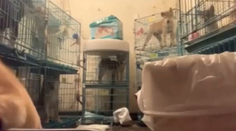 影片截图，笼叠笼。香港动物报FB