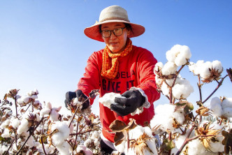 新疆棉花被指涉及强迫劳动。AP图片