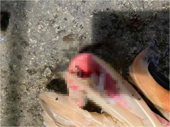 红鹤伤势严重，最终不治身亡。FB群组「台湾动保社团」图片