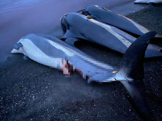 大批被屠宰海豚等待运走。Sea Shepherd Faroe Islands Campaign facebook图片