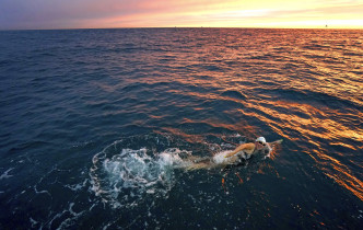 麦卡德尔44次横渡英伦海峡，写下创举。美联社图片