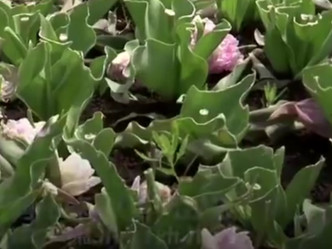 日本千叶县剪掉10万朵郁金香， 77岁婆婆心痛遂将花转赠幼儿园。影片截图
