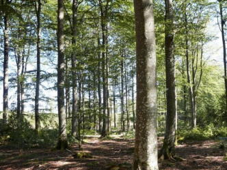 IKEA购入美国乔治亚州（Georgia）1.1万亩树林。网图