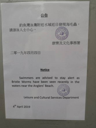 荃灣多個海灘發現海毛蟲。政府拯溺員總工會fb圖片