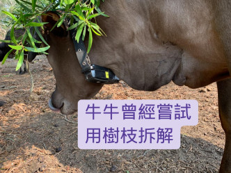 牛牛戴上追蹤器，引起社會關注。 西貢十四鄉村牛關注組FB圖