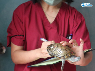 人員檢查及紀錄龜龜物體狀況。愛協圖片