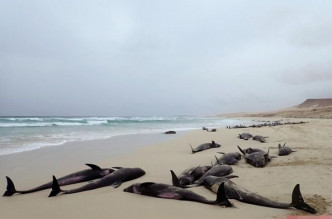 西非海灘近200條海豚離奇擱淺，致136條死亡。網圖