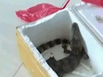 民警打开包裹查看 ，发现是一条泰国鳄鱼。网图
