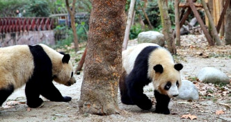 黑眼圈离奇变白原因有待研究。网上图片