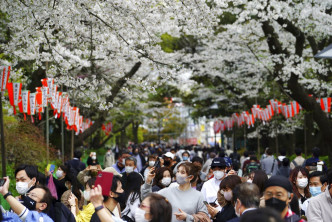 日本多地櫻花較往年更早「滿開」。AP資料圖片