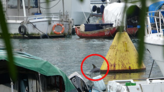 香港仔避風塘有海豚出沒。 楊偉亨攝
