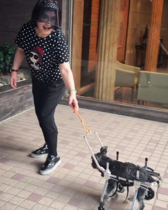 萌萌年老要用轮椅走路。