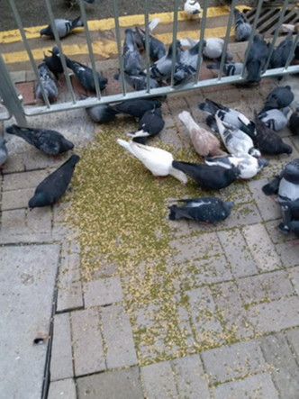 餵飼雀鳥會導致弄污公眾地方。食環署圖片