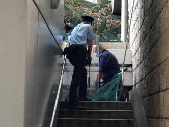 野豬在高等法院後樓梯被捉拿。