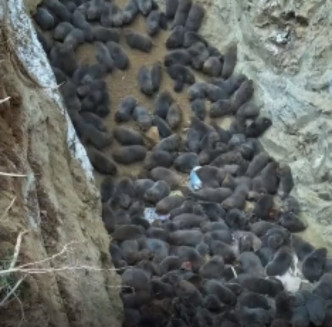 網民指被迫要將飼養的3000多隻竹鼠進行無害化處理。