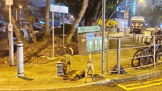 被撞狗隻的同伴仍然不知已經身亡。網民Eric Leung圖片