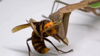 螳螂啃咬住「杀人蜂」。网上图片