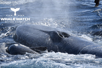 藍鯨漸漸體力不支，上水面換過最後一次氣後便葬身大海。Whale Watch Western Australia Facebook專頁圖片