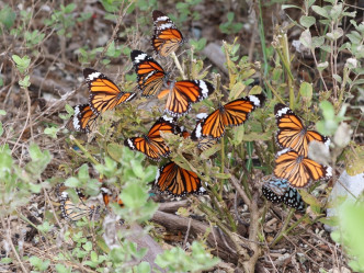 斑蝶群集，2020年11月攝於分流。綠色力量圖片