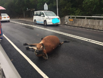 大屿山私家车撞倒一只横过马路的黄牛 。网民李伟文图片