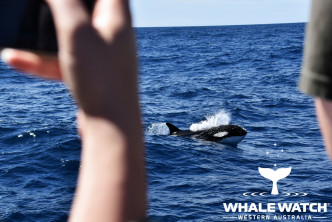 專家們都認為此場面十分罕見。Whale Watch Western Australia Facebook專頁圖片