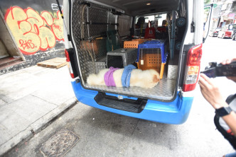 松狮狗获救后，由香港爱护动物协会送上专车。
