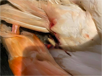 台灣花蓮1隻紅鶴被男童扔雜物，導致腳骨斷折。FB群組「台灣動保社團」圖片
